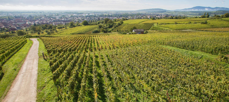 Domaine Neumeyer