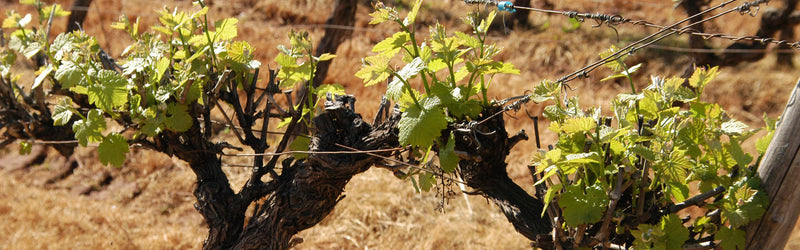 Domaine de Malavieille