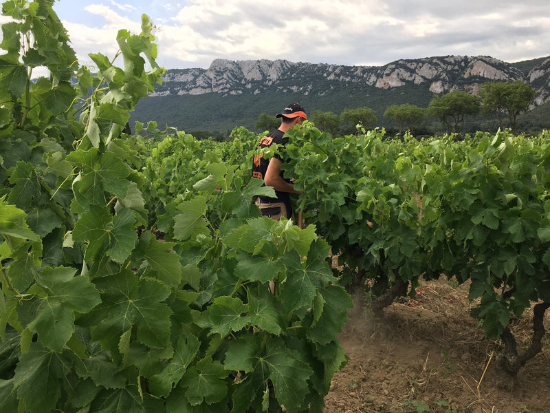 Vignoble Réveille