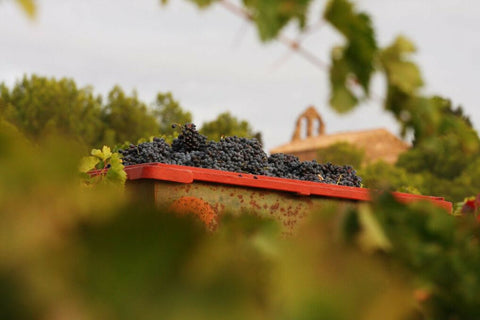 Famille Fabre : la relève féminine au Château de Luc — Languedoc