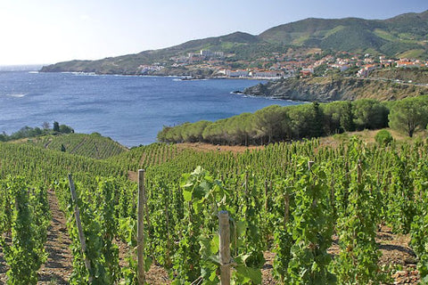 Banyuls : un vin unique dans un climat méditerranéen unique
