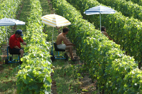 Quelles activités proposer pour développer son oenotourisme ?