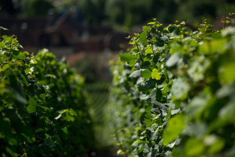 Nos 3 conseils pour créer des activités oenotouristiques dans son domaine