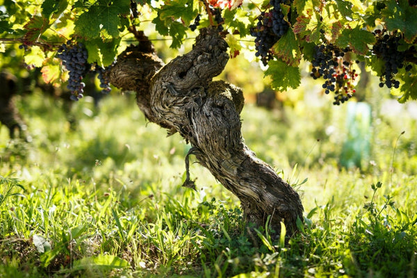 The Pierre Luneau-Papin estate: golden nuggets in Muscadet