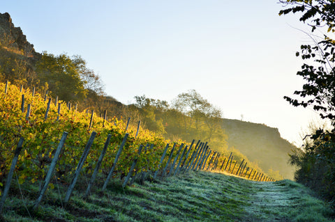 Tout savoir sur les vins de Loire