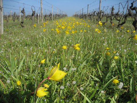 Comment la culture générale de la vigne et du vin se met au service de l’œnotourisme ?
