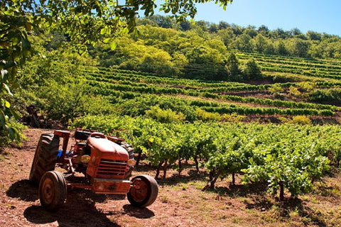 Sud-Ouest : le Tour de France côté vins