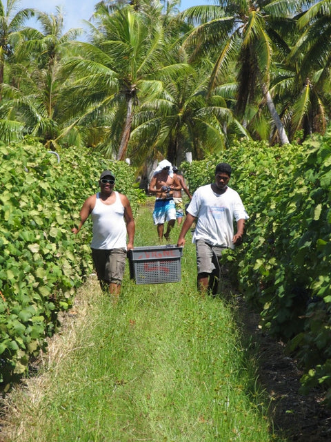Partez à la découverte de 5 vignobles insolites