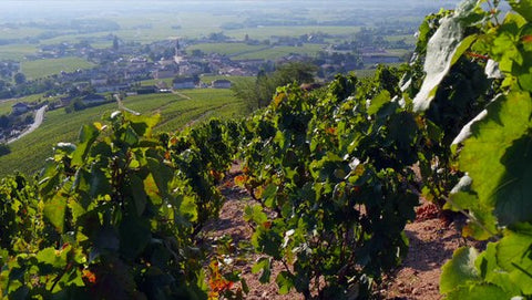 A la découverte de l’AOC Fleurie