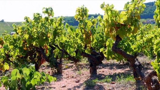 A la découverte de l’AOC Chénas