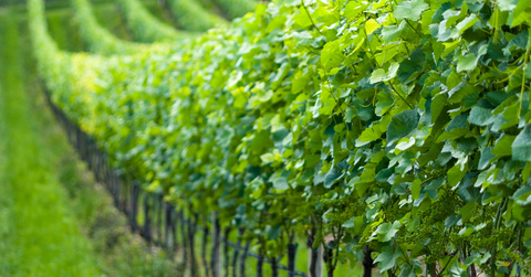 Tout savoir sur les vins naturels, biodynamiques et biologiques ?