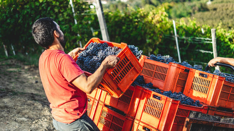Nos Accords Mets Vins | Magazine Les Grappes