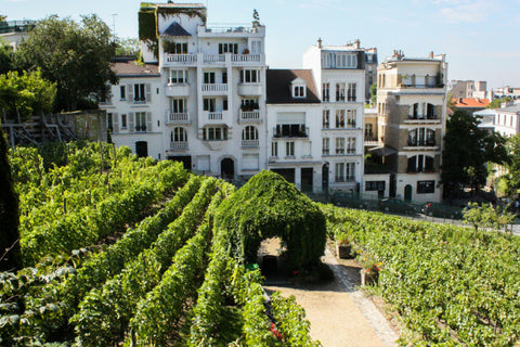 Le vin de Montmartre : Bio et sans soufre