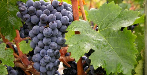 Le marché du vin dans le monde