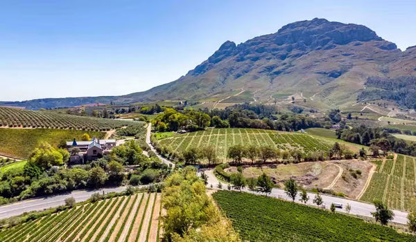 Vins du Nouveau Monde : menace pour les vins français ?