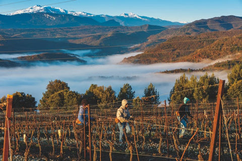 Tout savoir sur les vins du Limoux