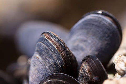 Que boire avec des moules ? - Mets & Vins