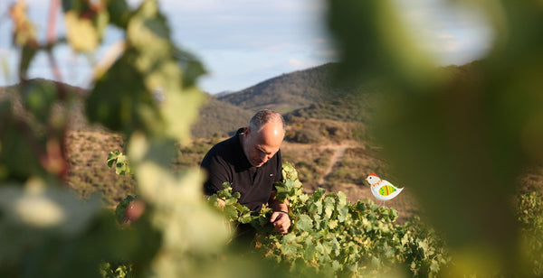 Jeff Carrel: Portrait of an Independent Winemaker, Between Languedoc, Roussillon, and Big Ideas