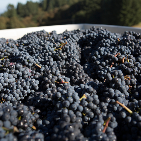 Pinot Noir : le guide complet pour tout comprendre de ce cépage