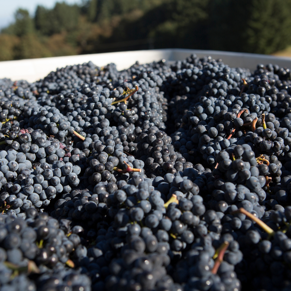 Pinot Noir : le guide complet pour tout comprendre de ce cépage