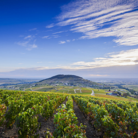 Banyuls : un vin unique dans un climat méditerranéen unique