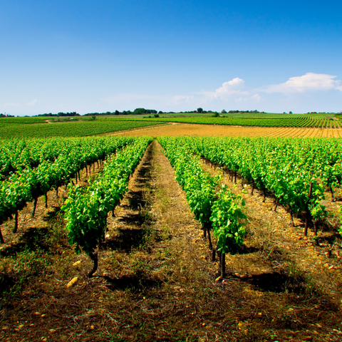 Comment la culture générale de la vigne et du vin se met au service de l’œnotourisme ?