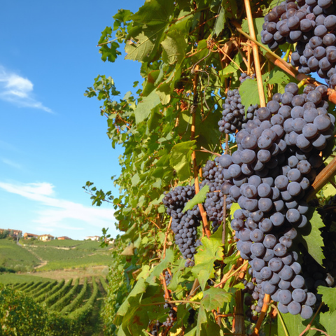 Bientôt du vin français à partir de raisins étrangers ?