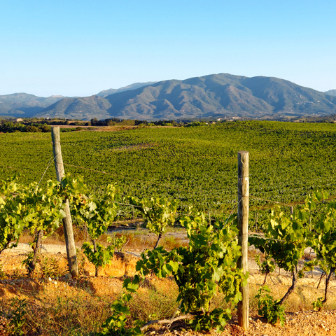 Le système français d'appellation des vins