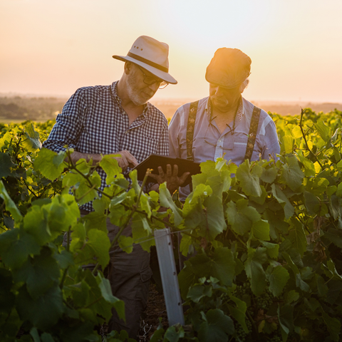 Les différentes formations dans le milieu du vin