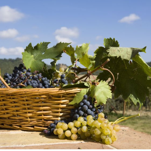 5 choses à savoir sur l’oenotourisme en France