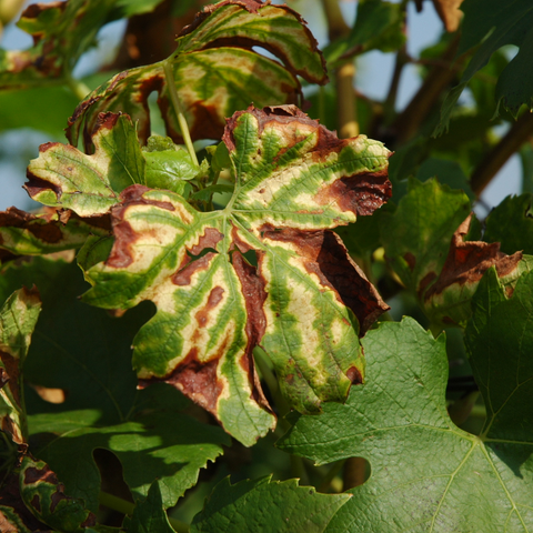 Comment lutter contre l'Esca, le fléau des vignes ?