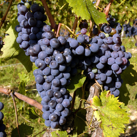 La tendance des vins natures