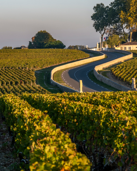 La route des Vins en Suisse - Oenotourisme Monde