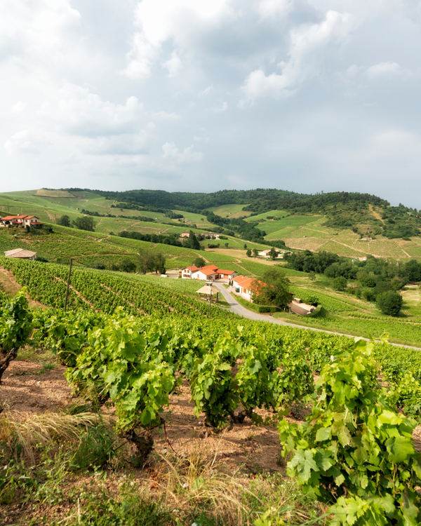 Angers-Saumur : le Tour de France côté vins