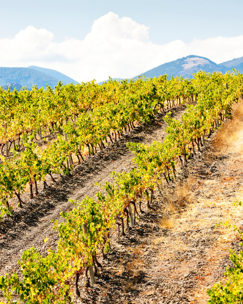 Vins du Roussillon : équilibre entre soleil et fraîcheur