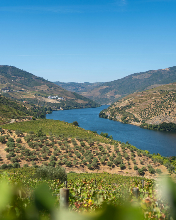 Vignobles de la Vallée du Rhône : vigne et olivier