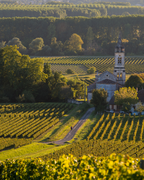 Les vins de Sauternes : « L’extravagance du superbe »