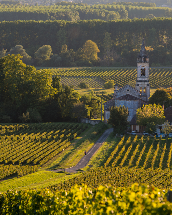 Les vins de Sauternes : « L’extravagance du superbe »