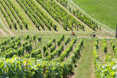 Culture du vin et oenotourisme : un atout méconnu