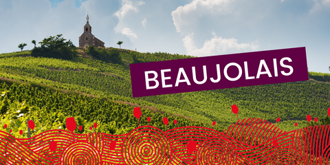 Le Gamay, cépage star du beaujolais