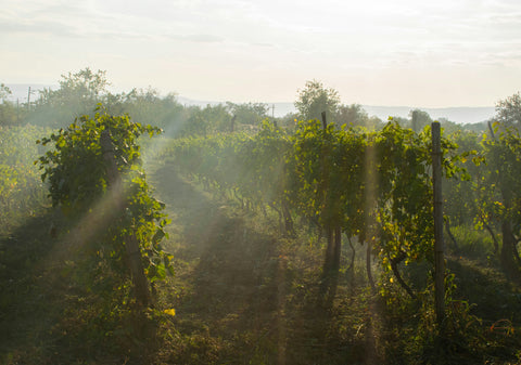 Elise Gaillard : défendre les jeunes vignerons
