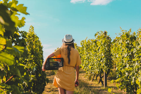 Femmes vigneronnes dans le Roussillon