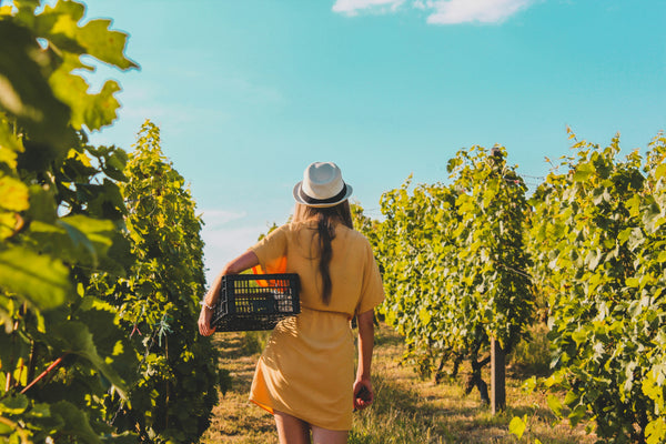 What is the role of women in the Roussillon vineyards?