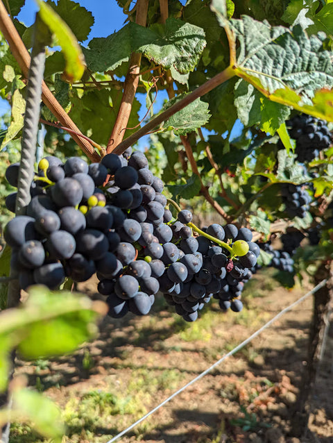 Merlot and Cabernet Sauvignon: What Are the Differences?