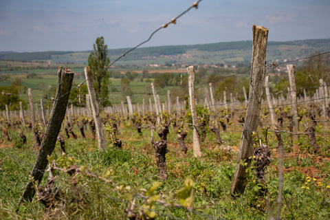 Les Beaujolais, des vins pour les beaux jours, même les rouges !