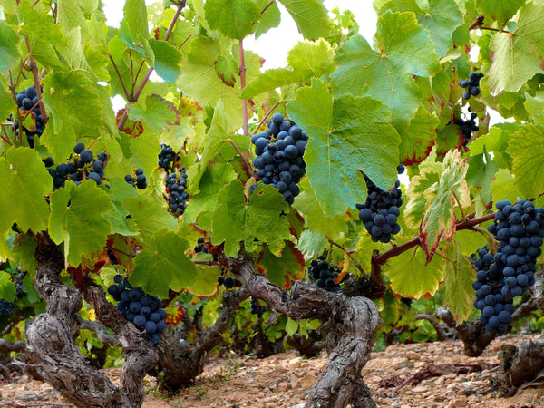 How to Promote Your Wine Tourism Offering?