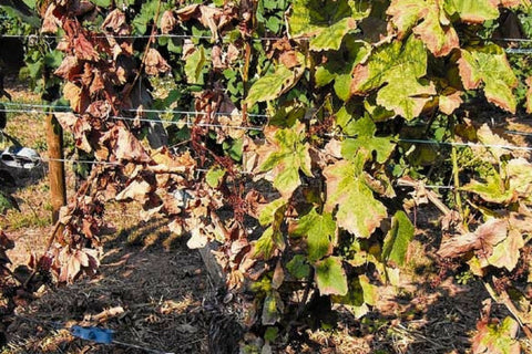 Comment lutter contre l'Esca, le fléau des vignes ?