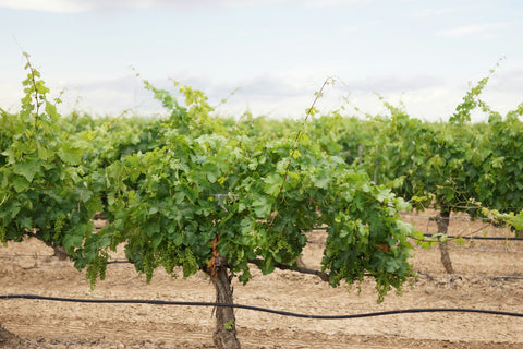 Le Domaine des Escaravailles au sommet de Rasteau