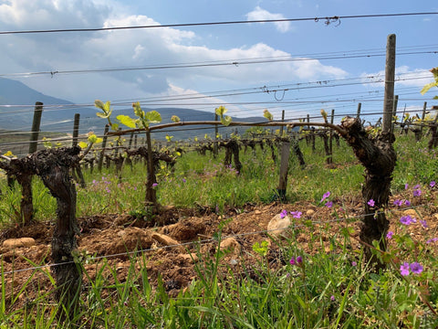 Des nouvelles du Domaine Marcel Deiss