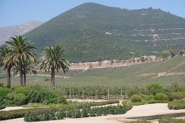 Le Carménère, le cépage chilien qui monte en gamme